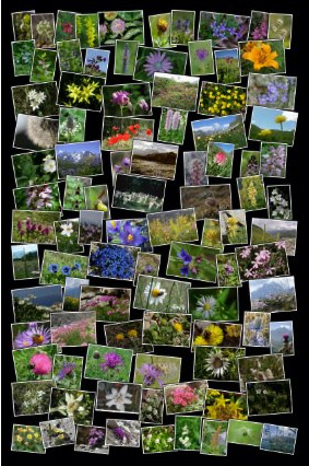 affiche expo photo fleur 2008 76x115.jpg